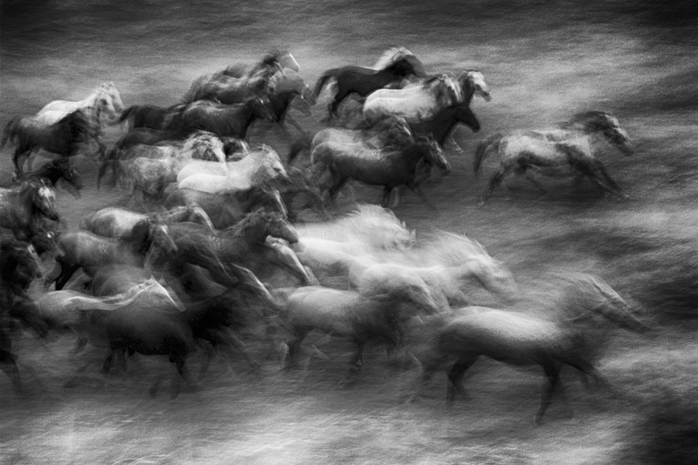 Herd
