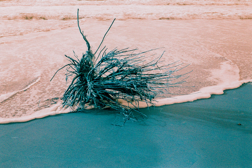 Nature's Sculptures