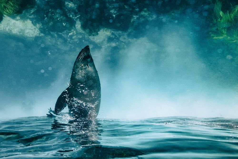 Antipodean Fur Seals of Australia and New Zealand