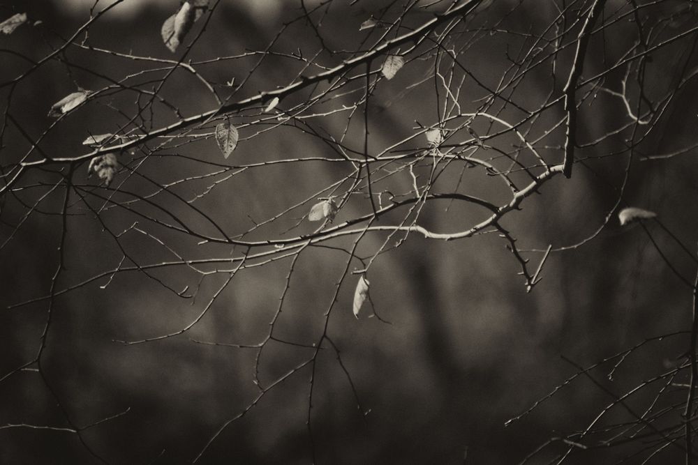 A Walk in the Woods