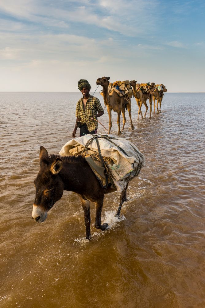 The salt carawan in the Danakil Depression