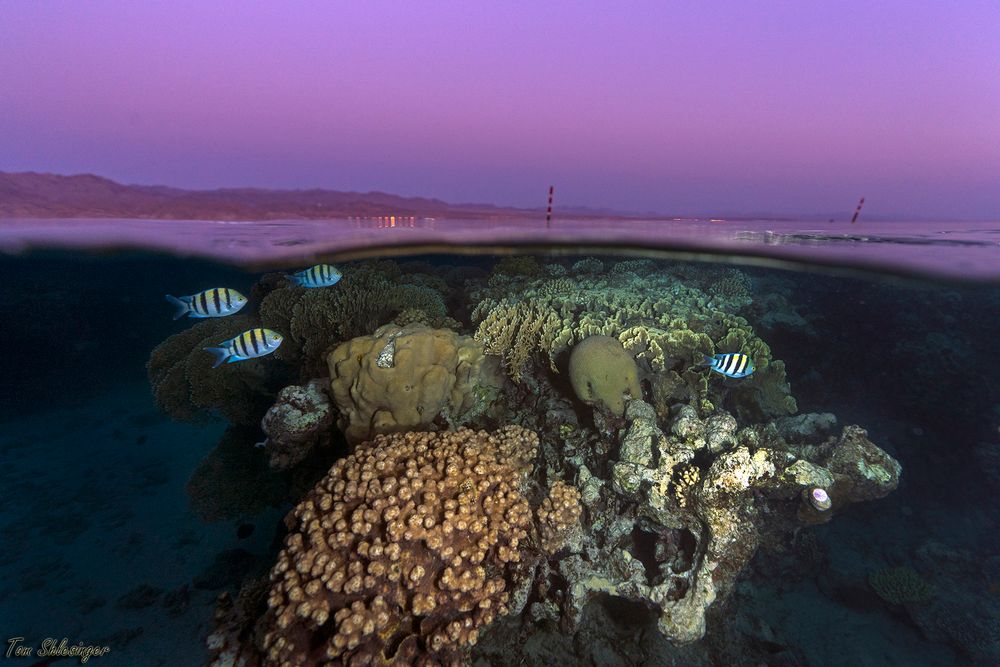 Underwater Nocturnal Adventures