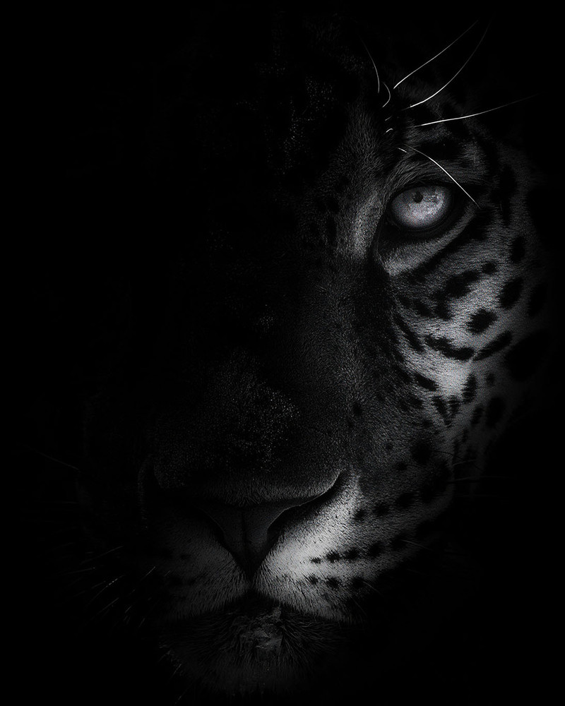 From The Shadows