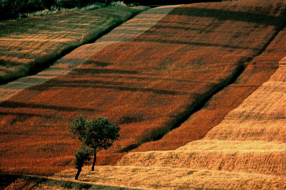 Portrait of Trees