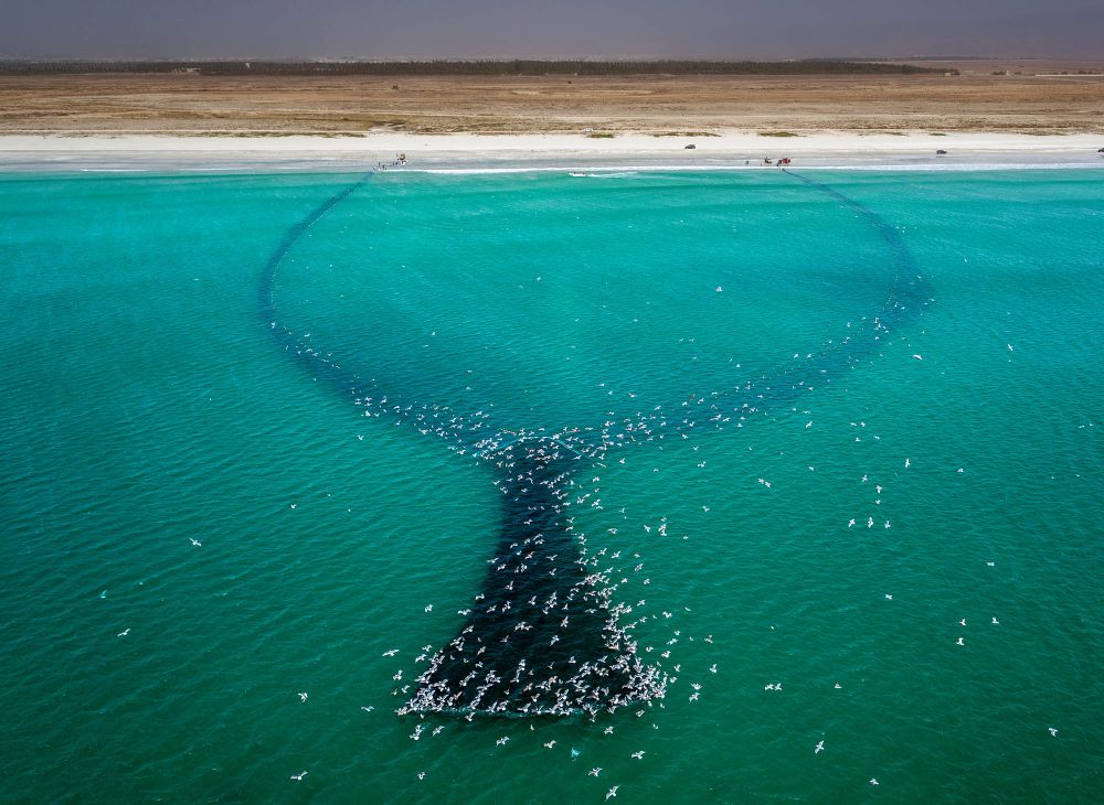 Sardine Season