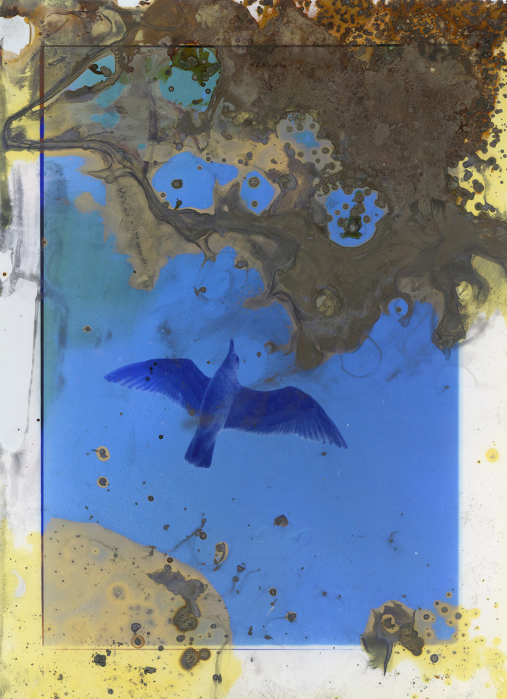 Melinda Gibson Lunar Caustic LensCulture