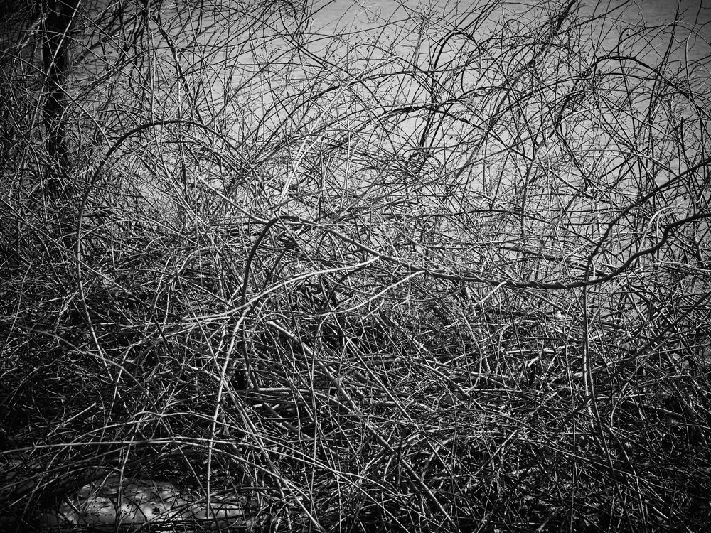 Marginal Gardens