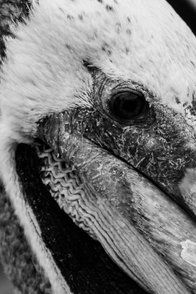 Ballestas