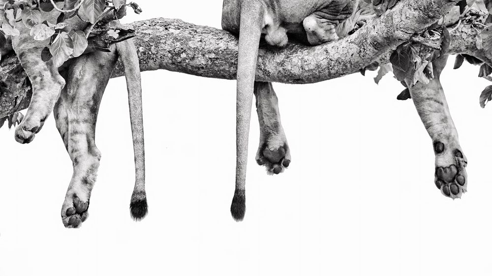 Wildlife Perspectives 