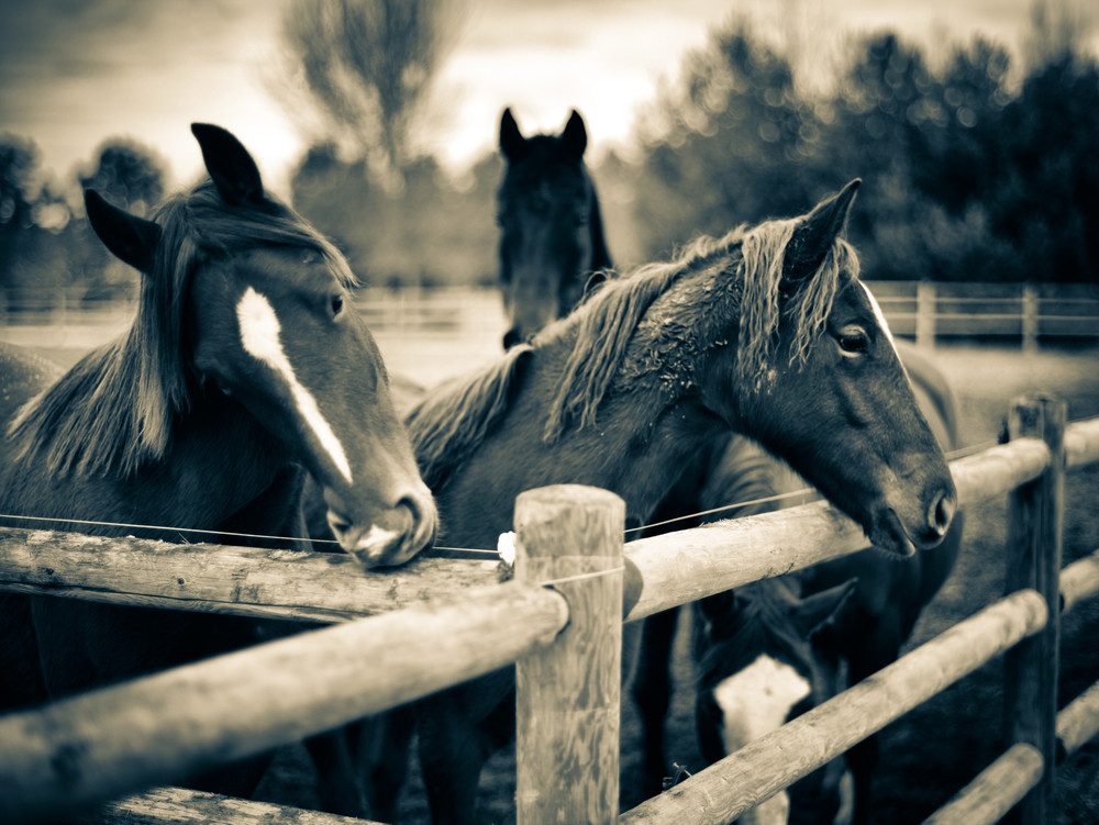 Equus