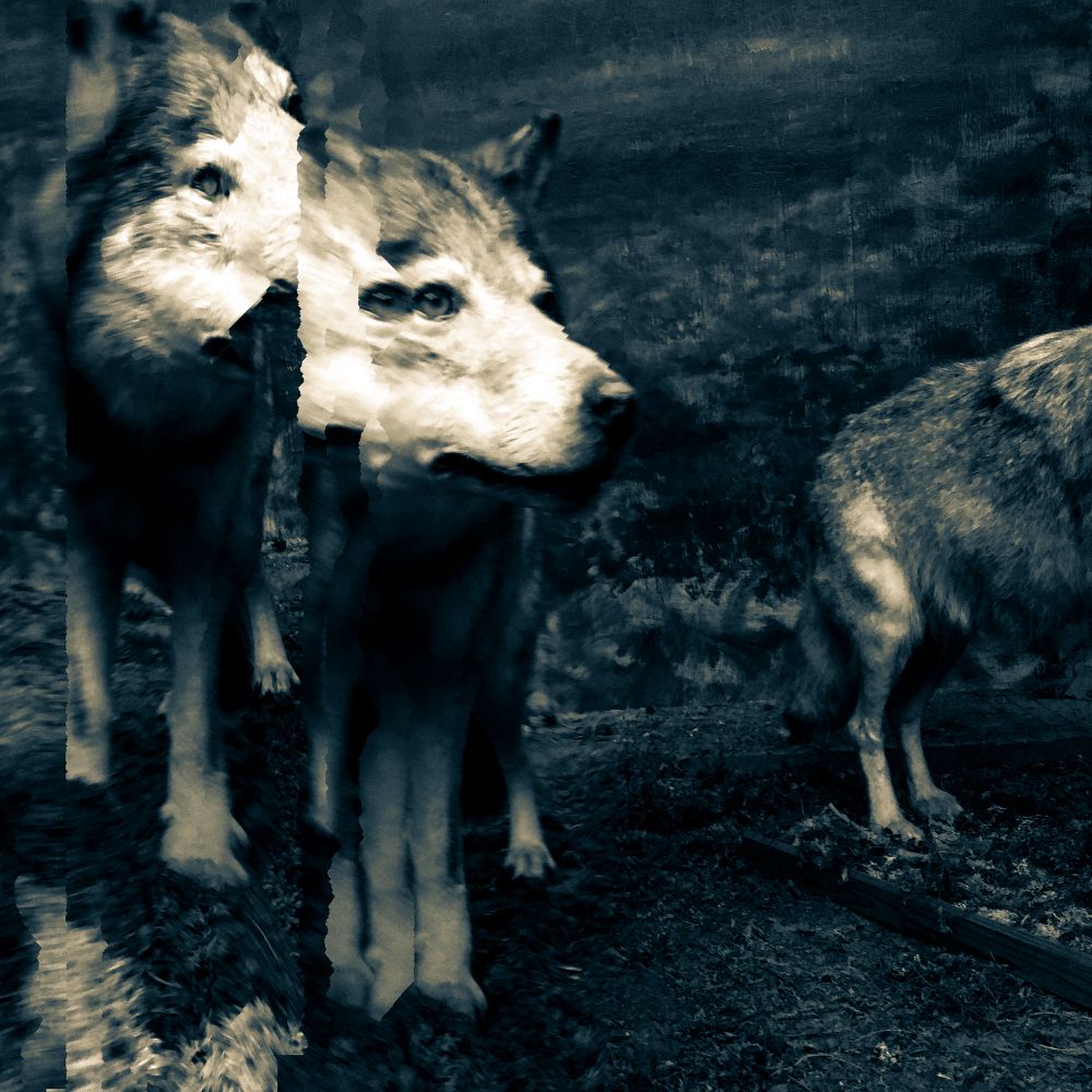 Noises from the Silent Land