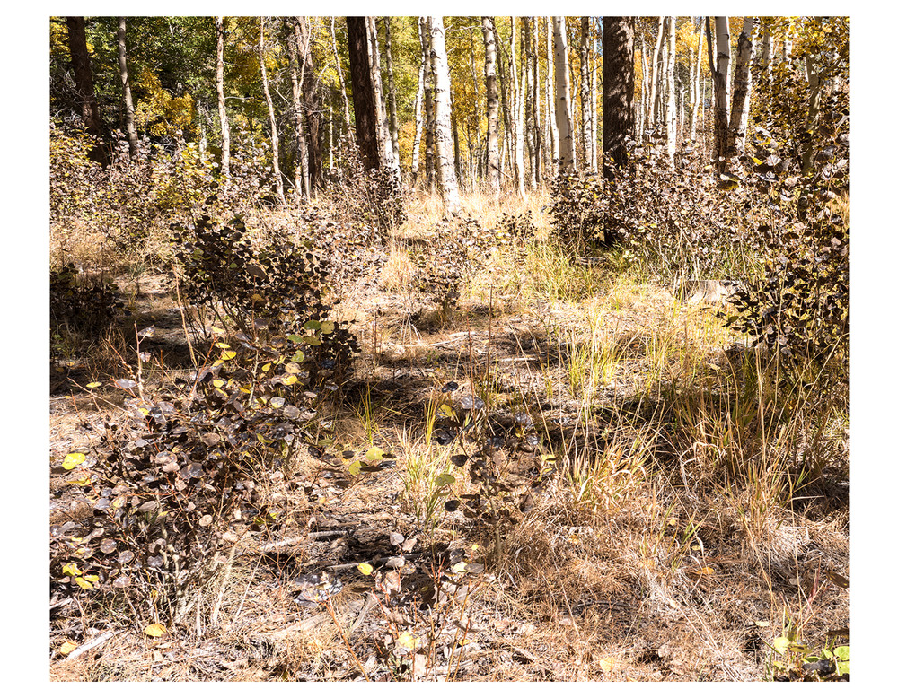 Flattened Perspectives