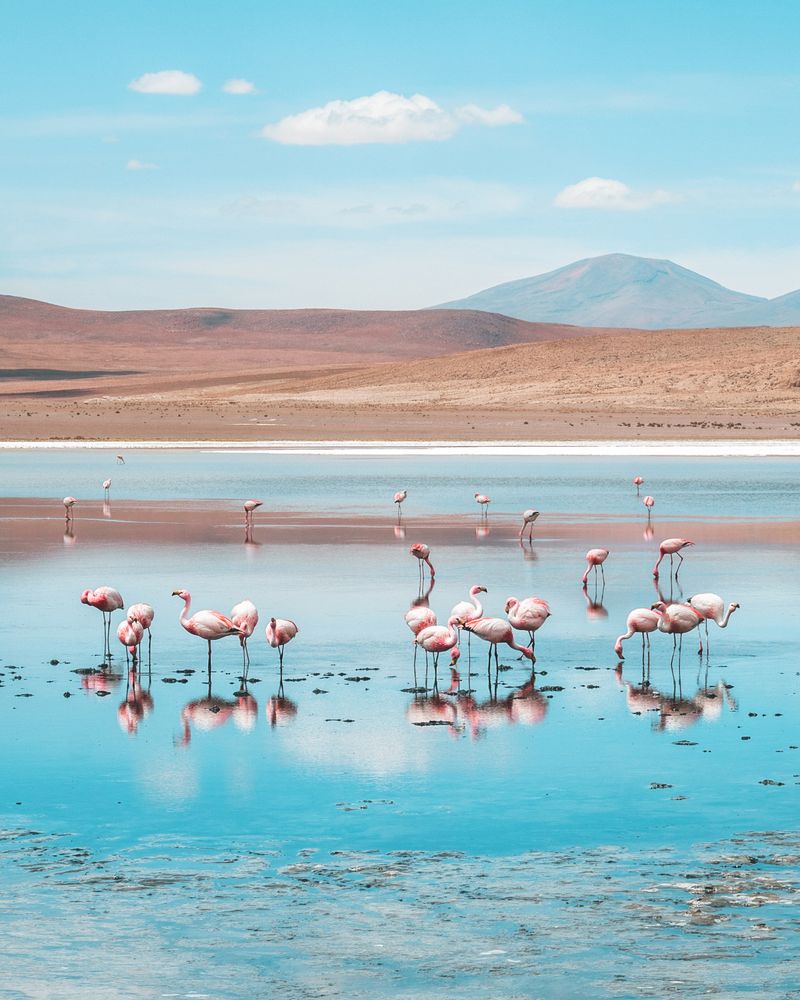 Flamingo's Heaven