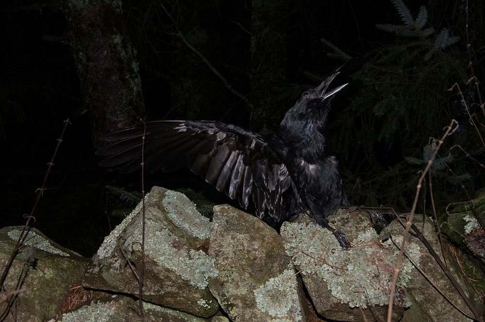 A Murder of Crows an Evolutionary Disaster