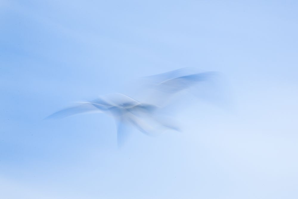 Birds 2018