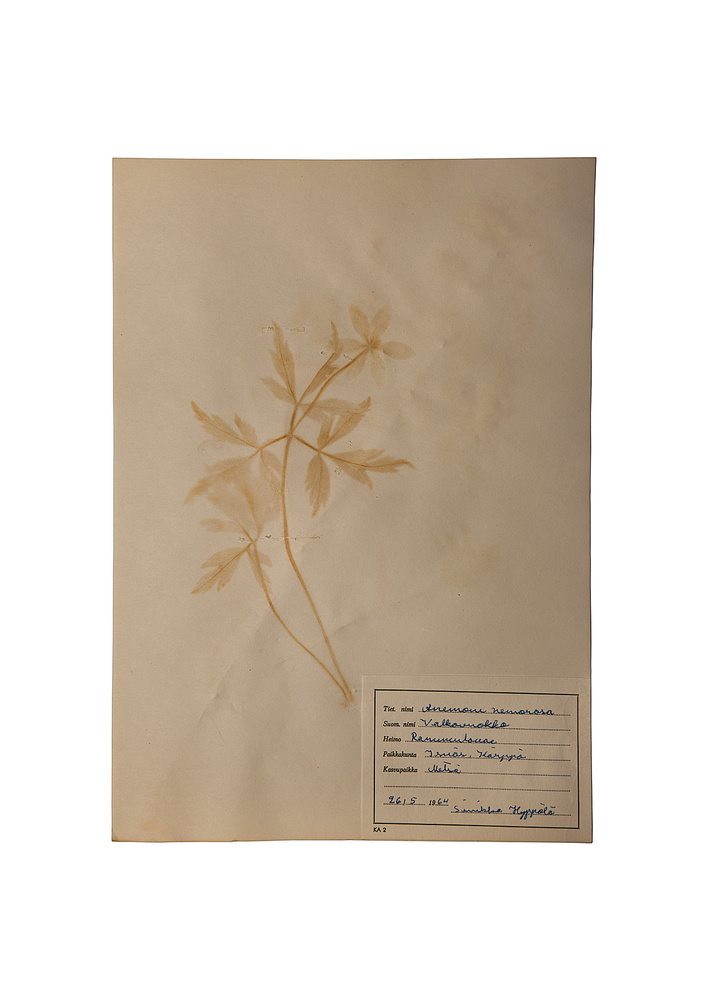 Herbaria Extracta