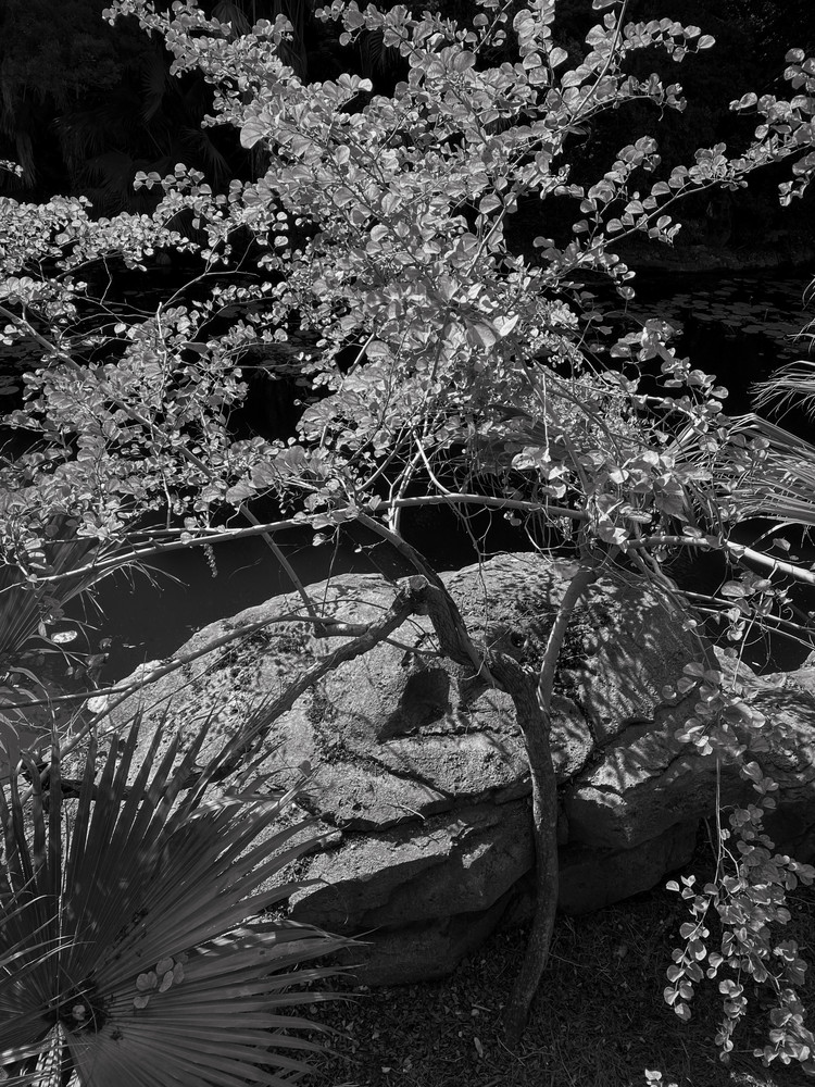 Light & Shadow, Orlando