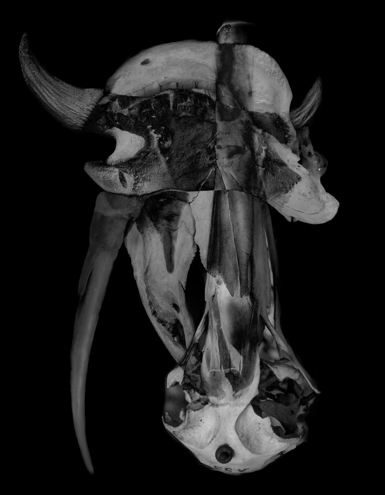 Nature Morte