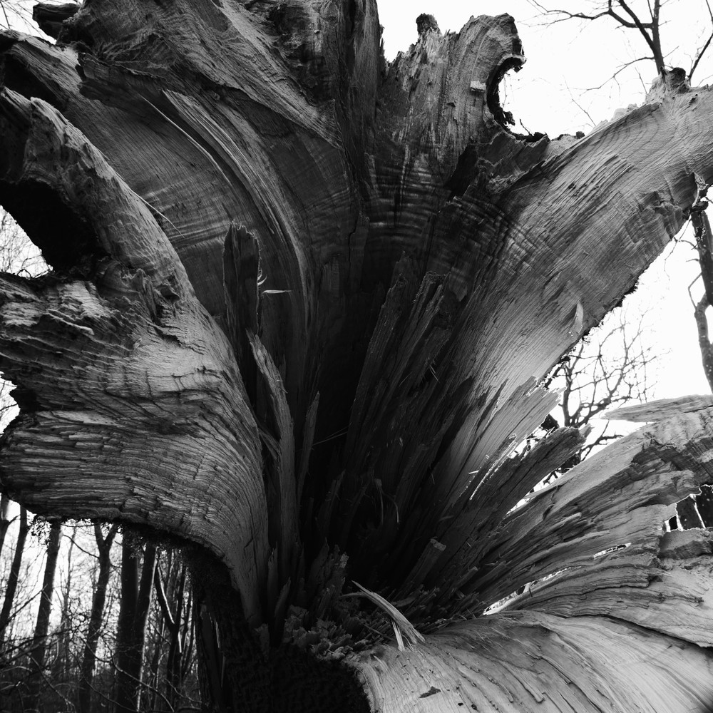 broken forest