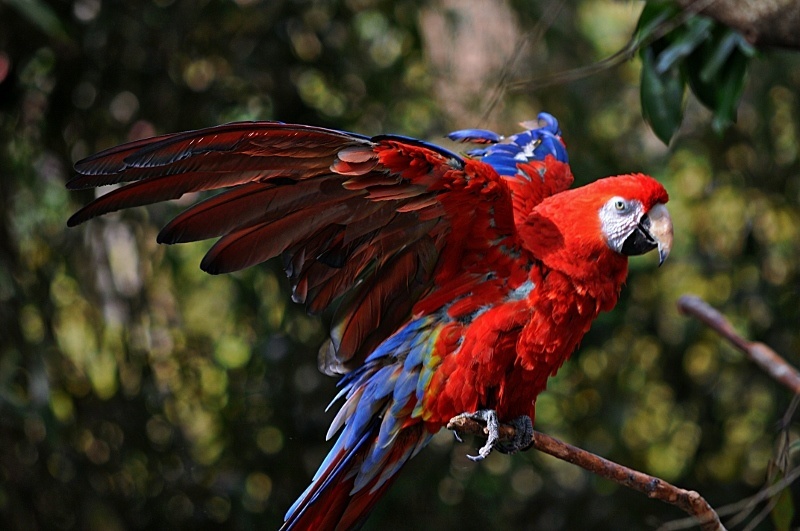 Zoo Animals