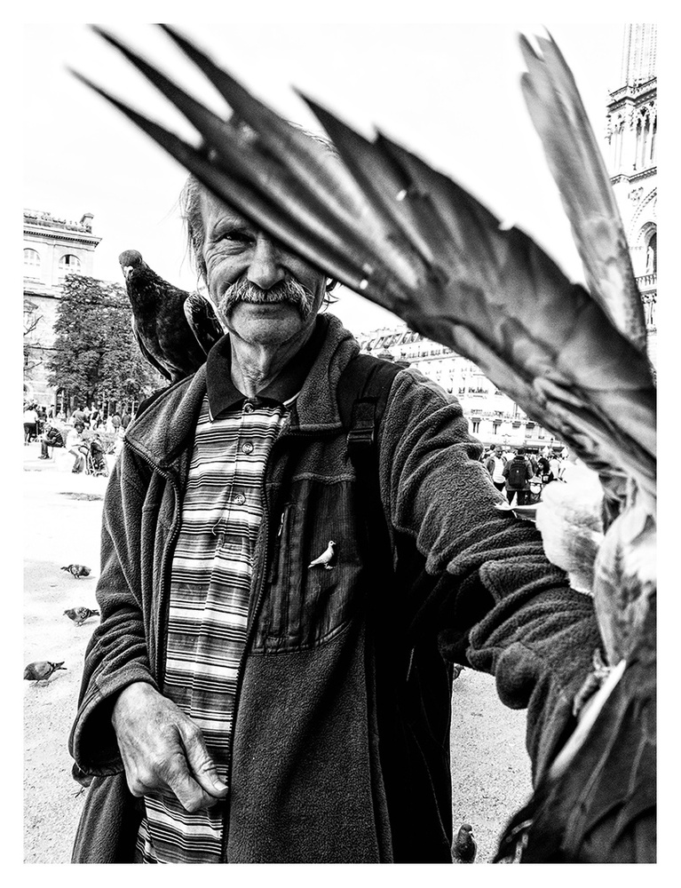 Patron des Pigeons