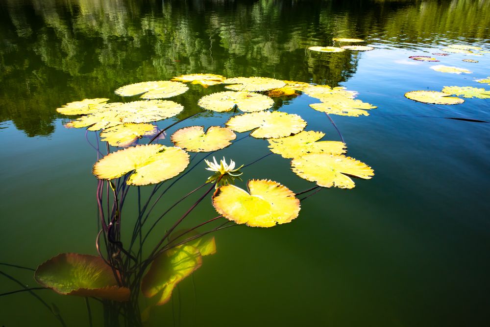 Nature
