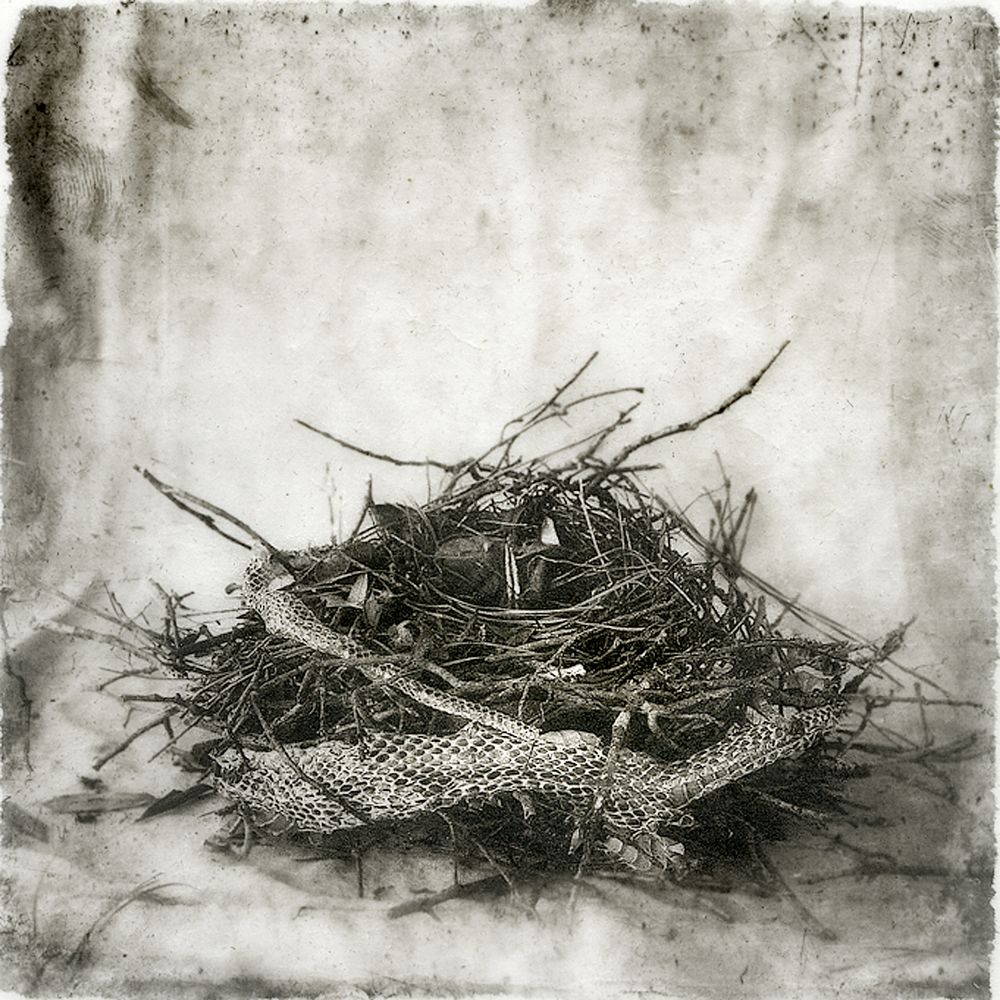 NEST