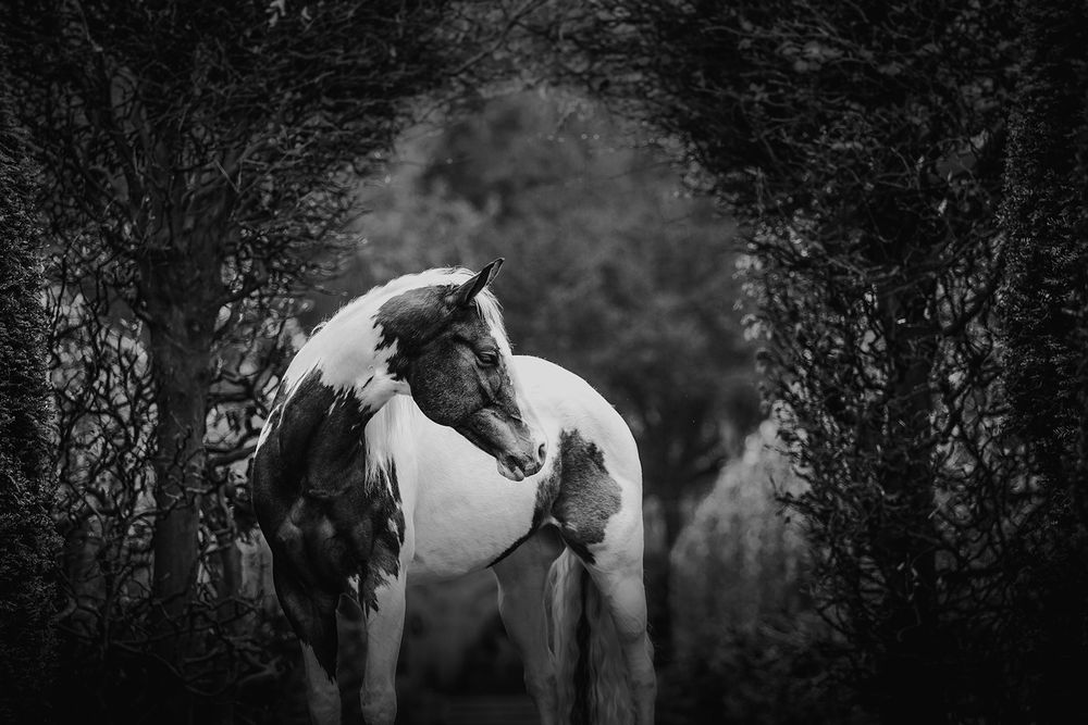 Anna Panke equine reflections LensCulture