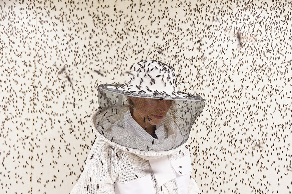From the series, Insects, Architects of a Sustainable Future. A scientist collects black soldier fly eggs to examine them in an aviary inside the Agronutris factory in FRANCE. They specialize in black soldier fly farming and producing flour and oil for animal feed. Insect protein is gaining significant traction due to its superior environmental footprint compared to fishmeal and Brazilian soy. The technologies are ready, and producers are investing in huge factories. The stakes: a market estimated to be worth several billion dollars by 2030, as well as significant ecological gains in terms of deforestation and intensive aquaculture. © Maud Delaflotte