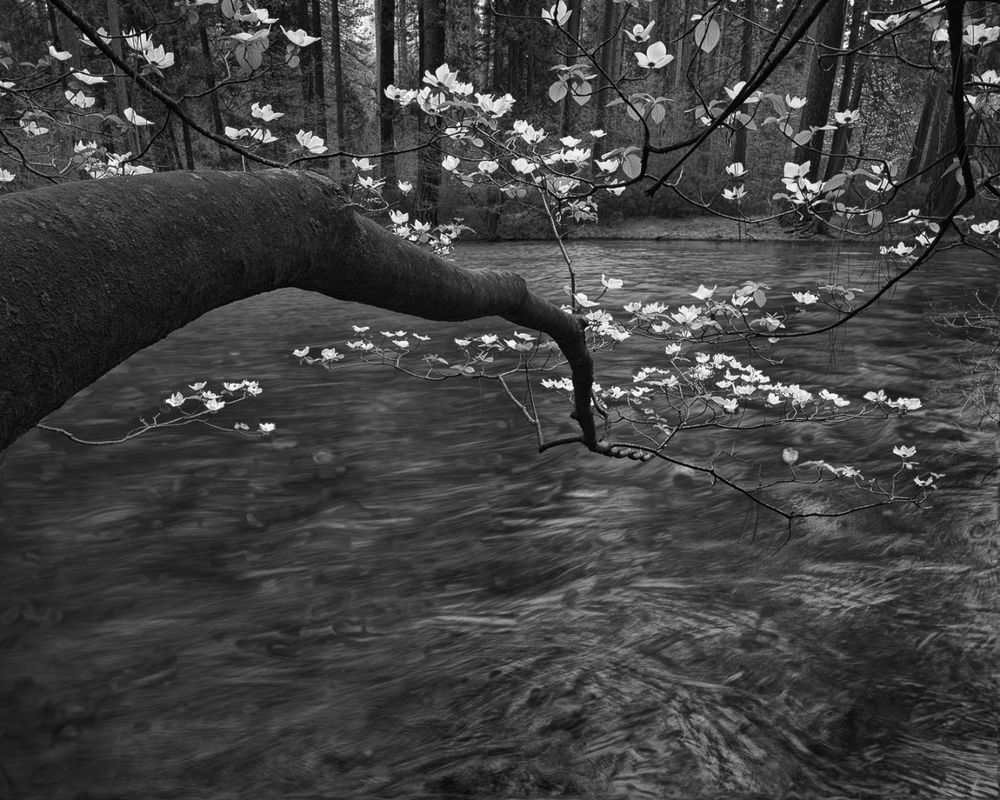 Trees in Light - LensCulture, image size:1000x800