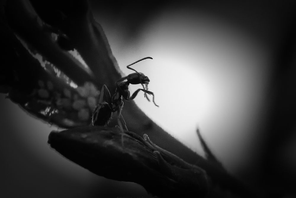 macro