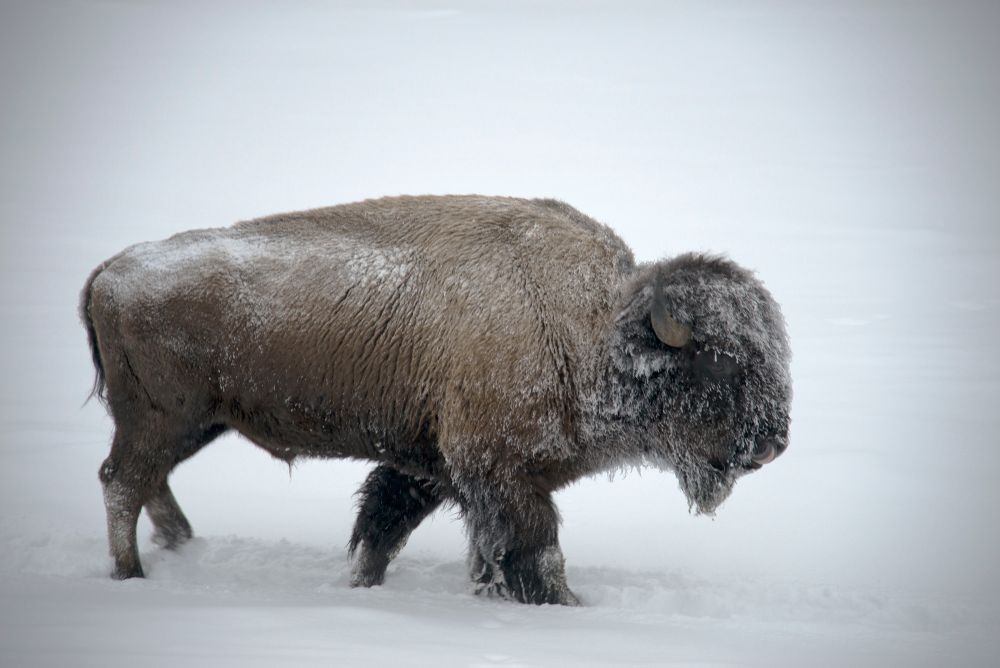 Yellowstone in Winter