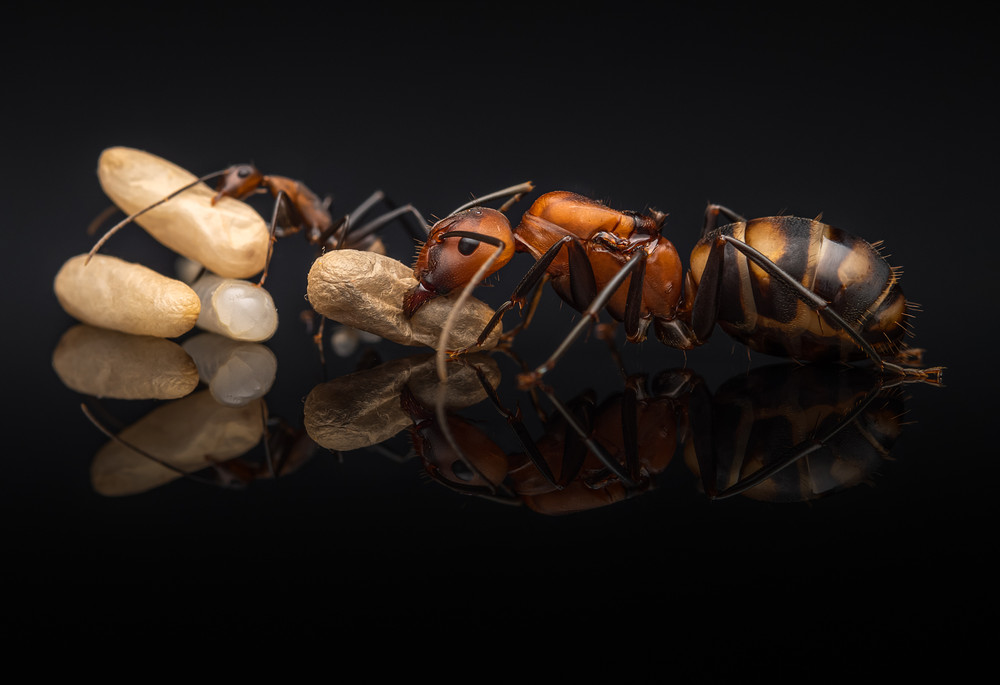 Ants