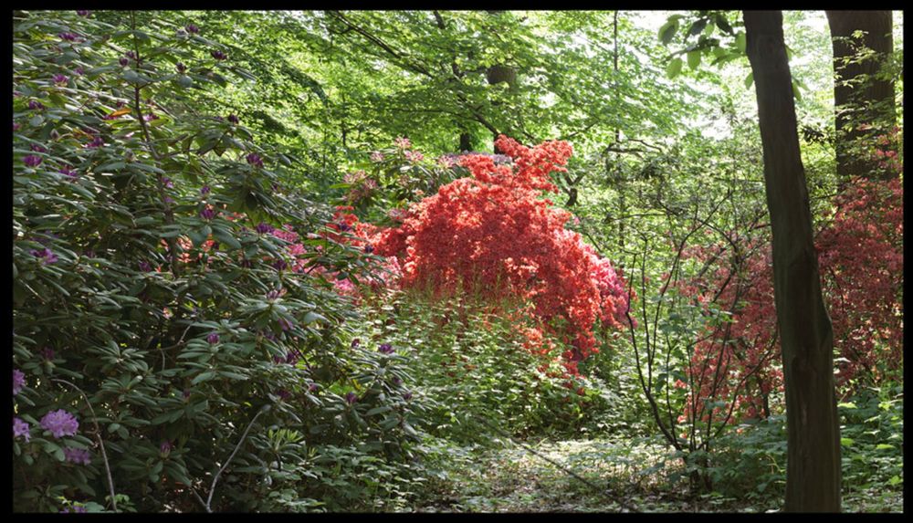 Hancock Woodlands 