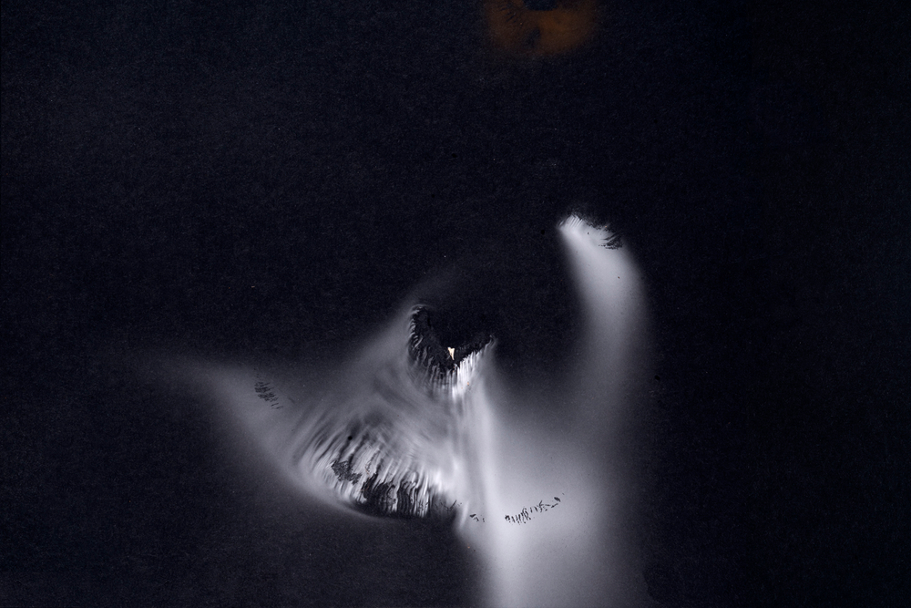 Mycelium Spore Prints, 2020