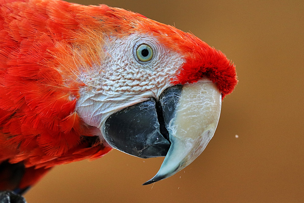 Zoo Birds