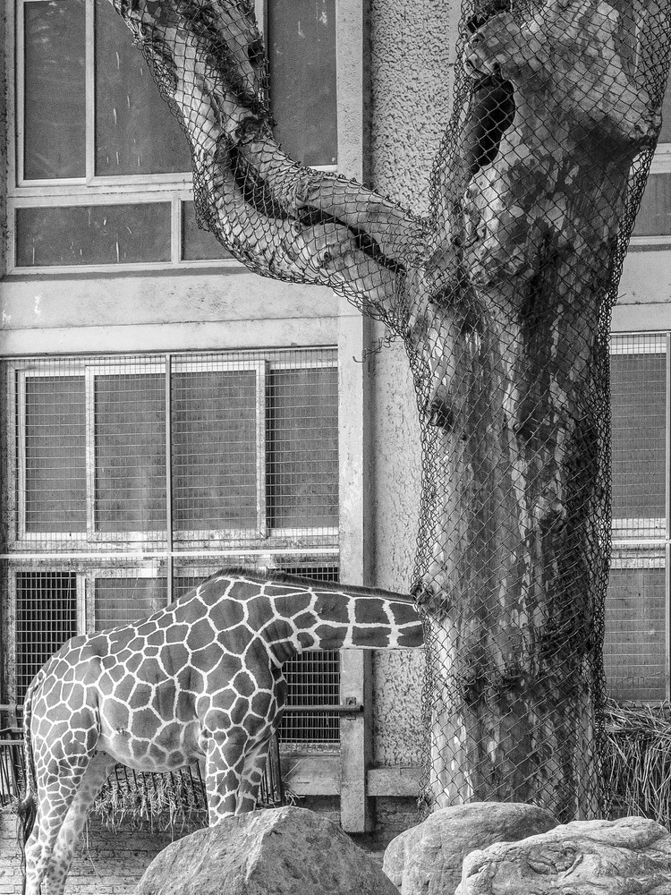 Animal Society