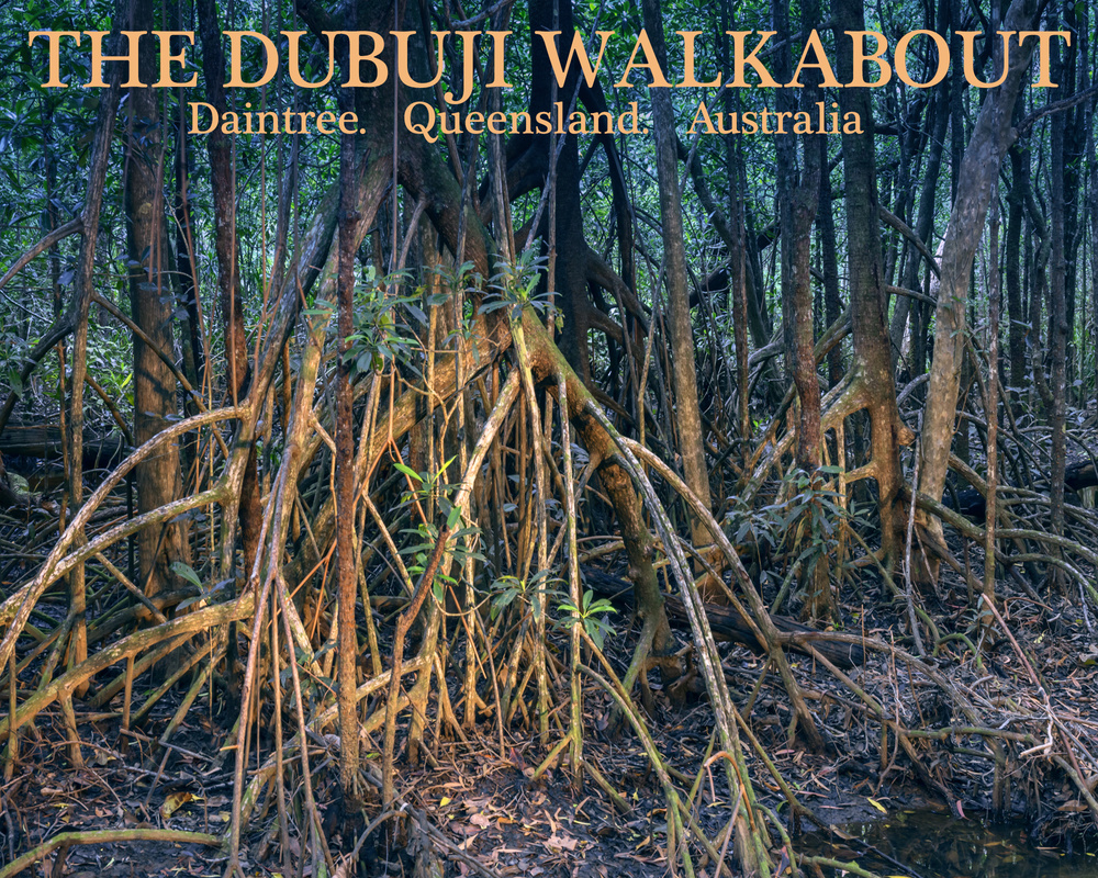 The Dubuji Walkabout.  Daintree.   Queensland.   Australia.