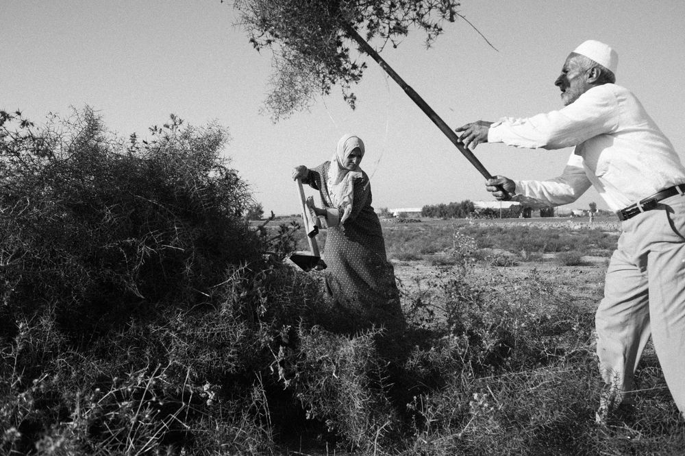 Farmers in Gaza: Aftermath of 2014 war