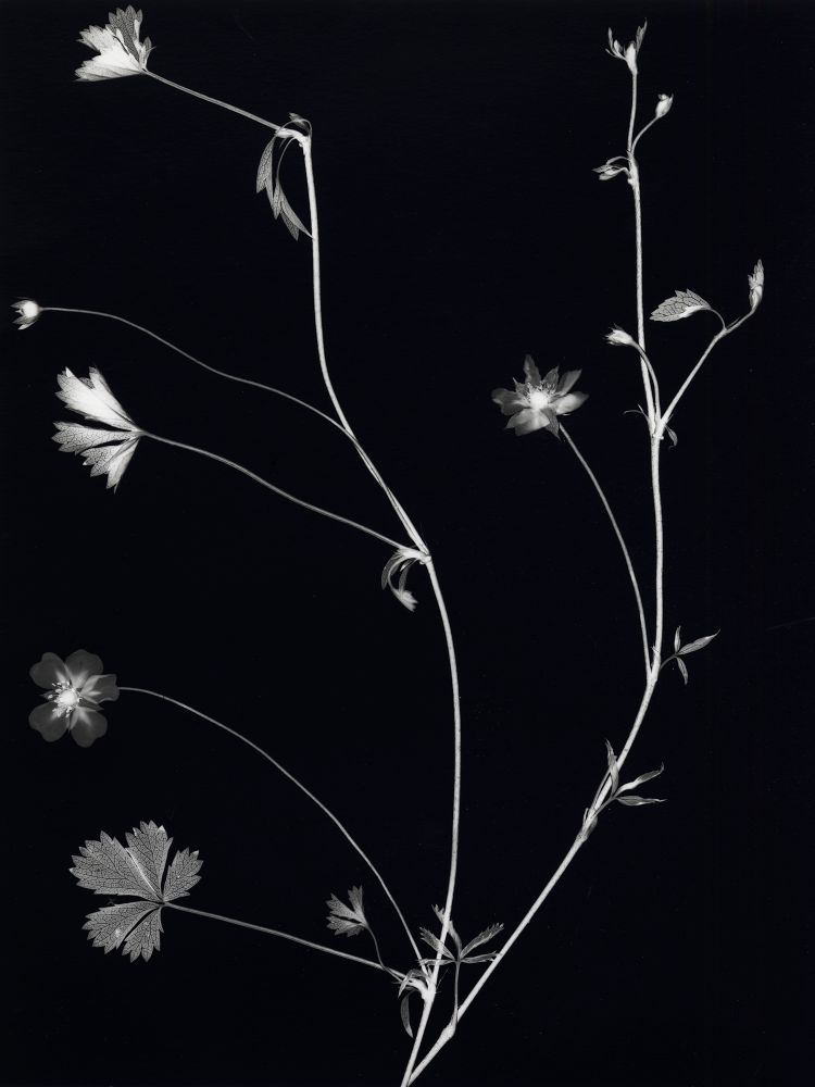 Suburban Herbarium 