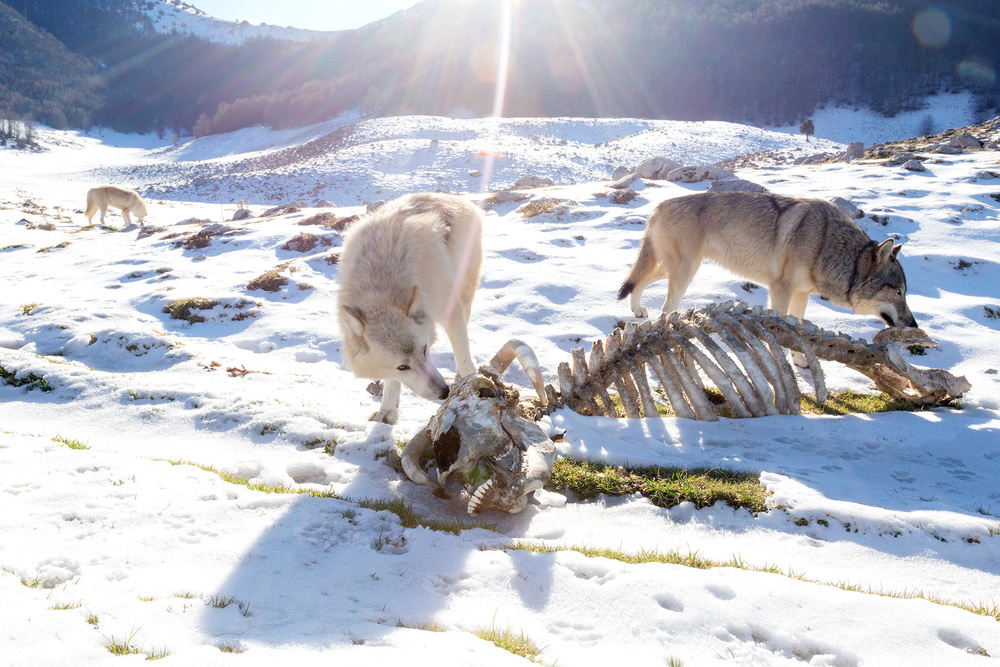 American Wolfdogs