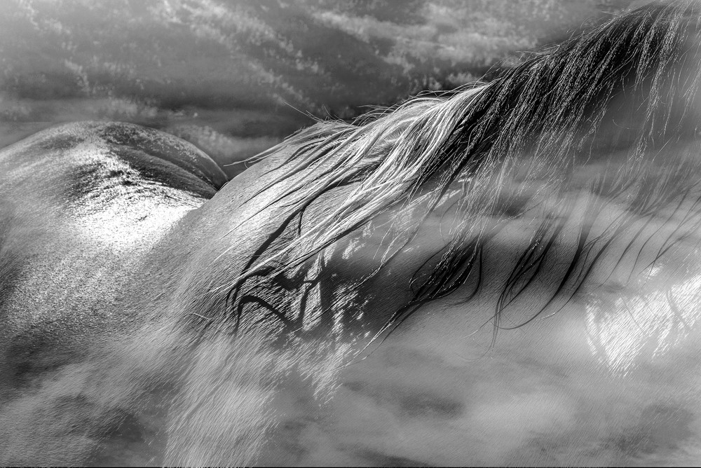 Dream of horse riding