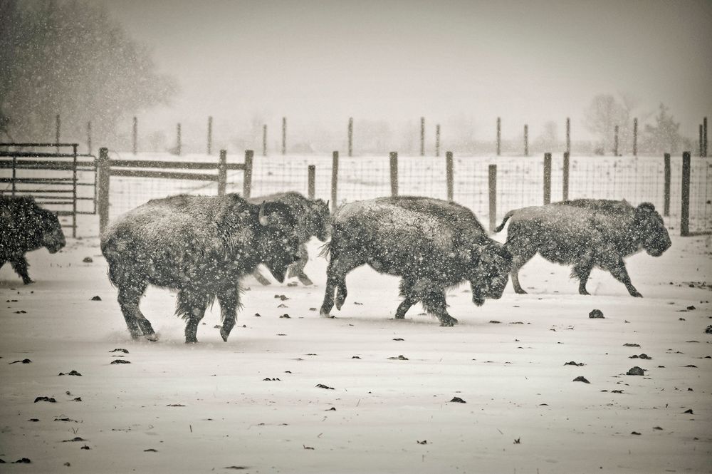 American Bison