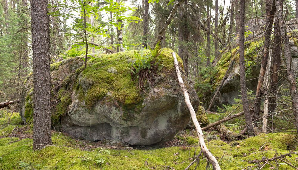boreal forest