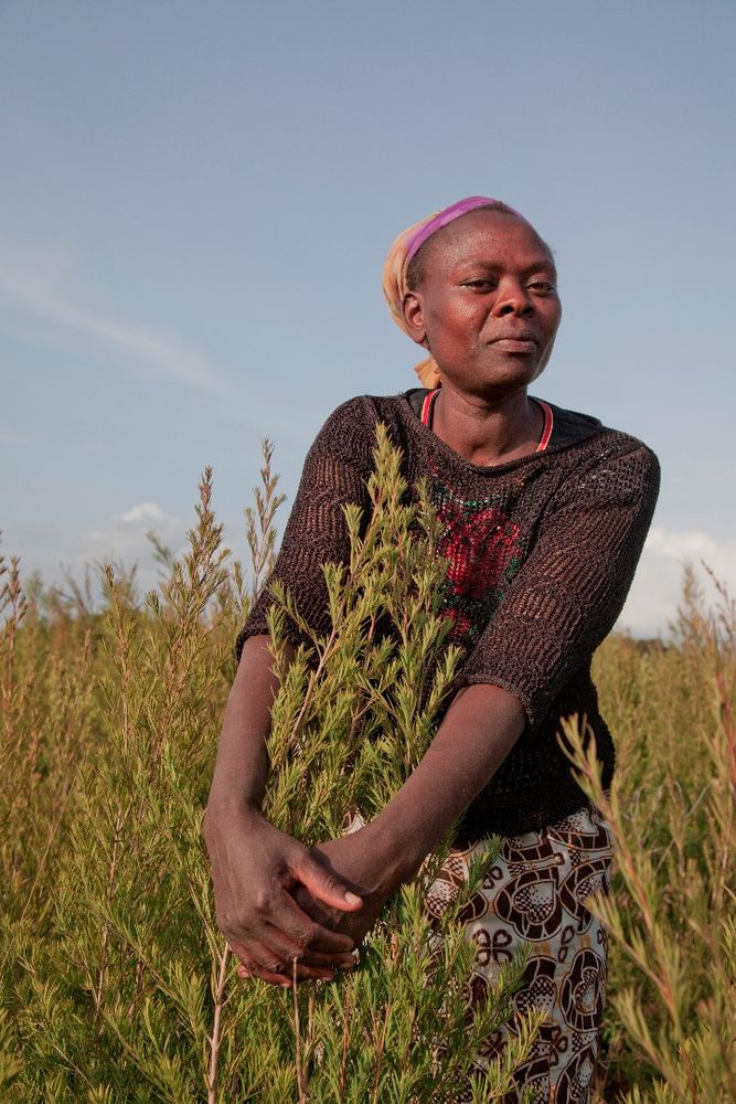 Organic farmers and fairtrade 