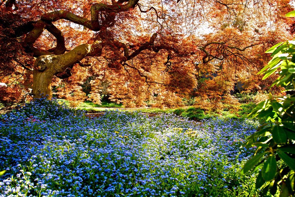Garden.