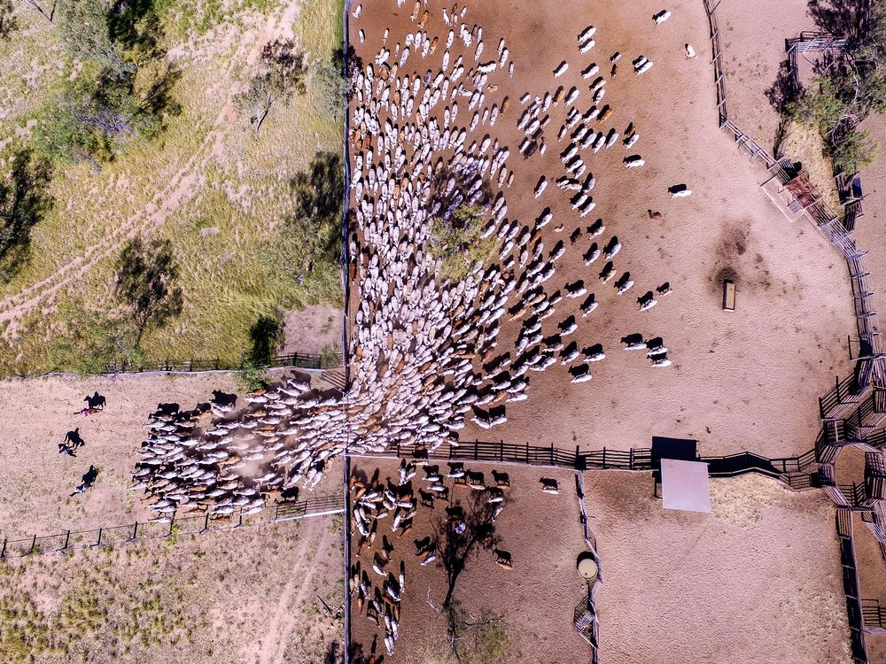 The End of the Muster