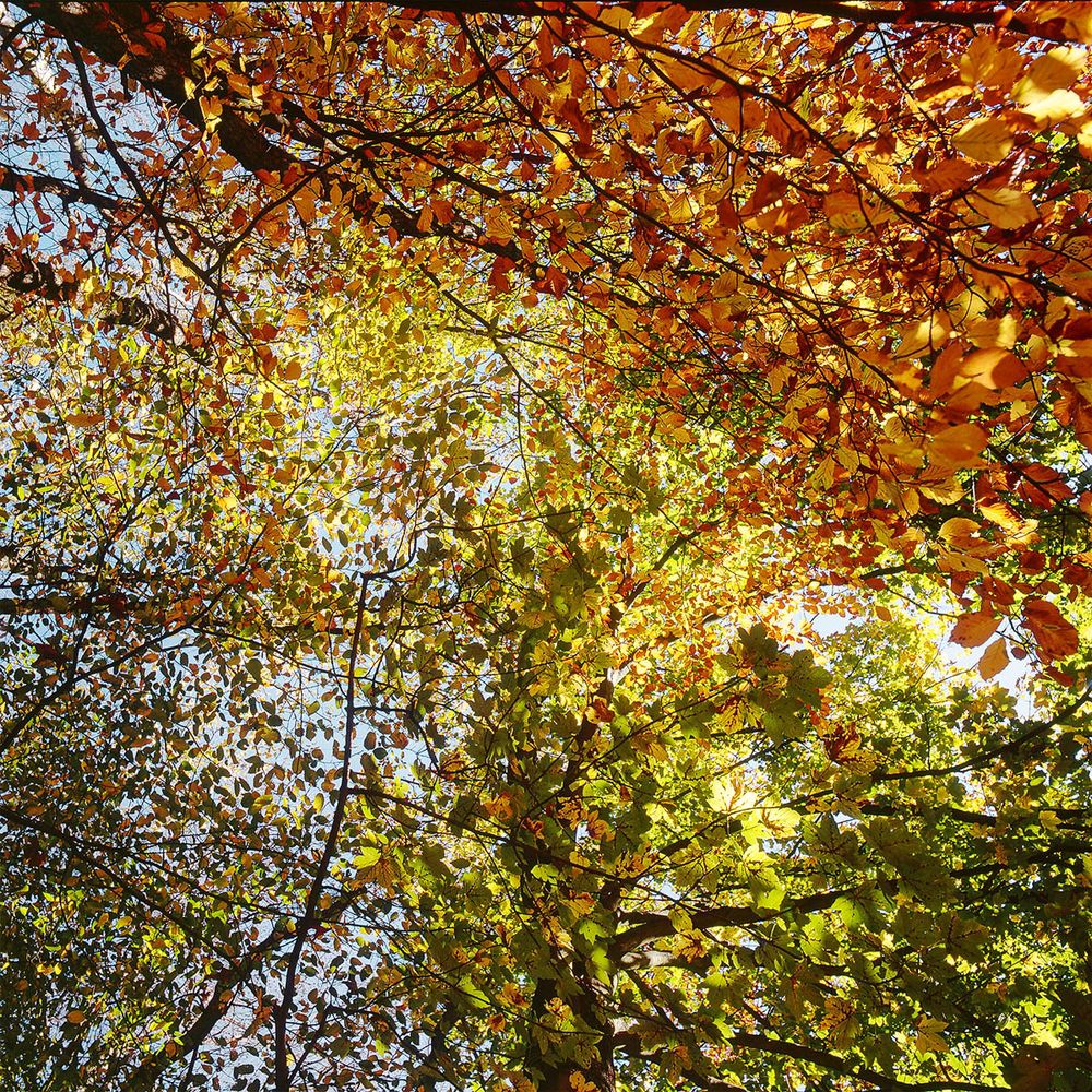 The Wood For The Trees (2008-2012)