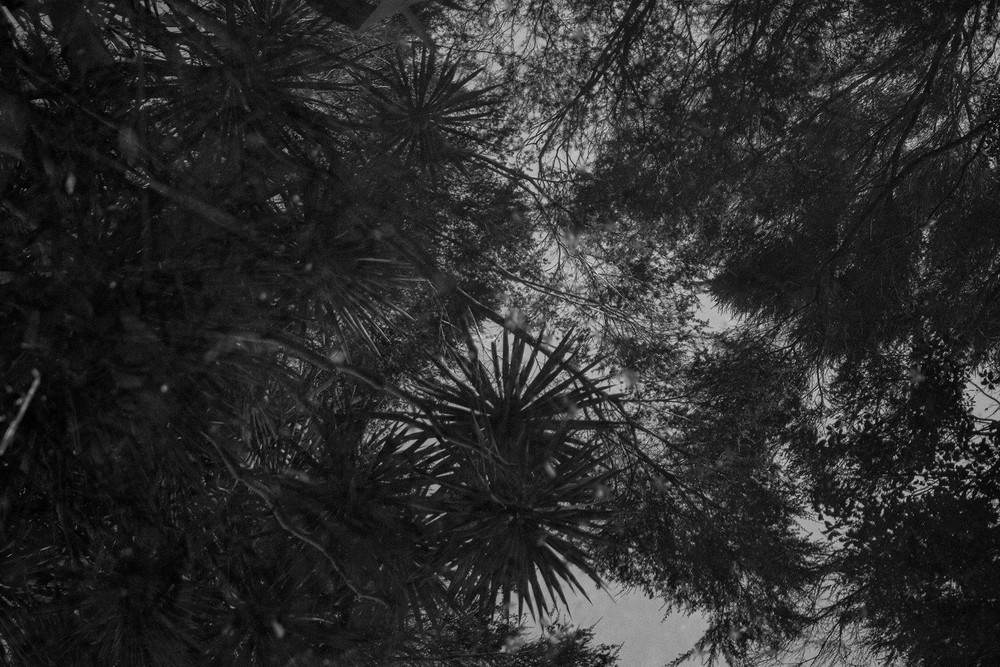 Waiatarua Wairepo (3) - (Waiatarua Wetlands)