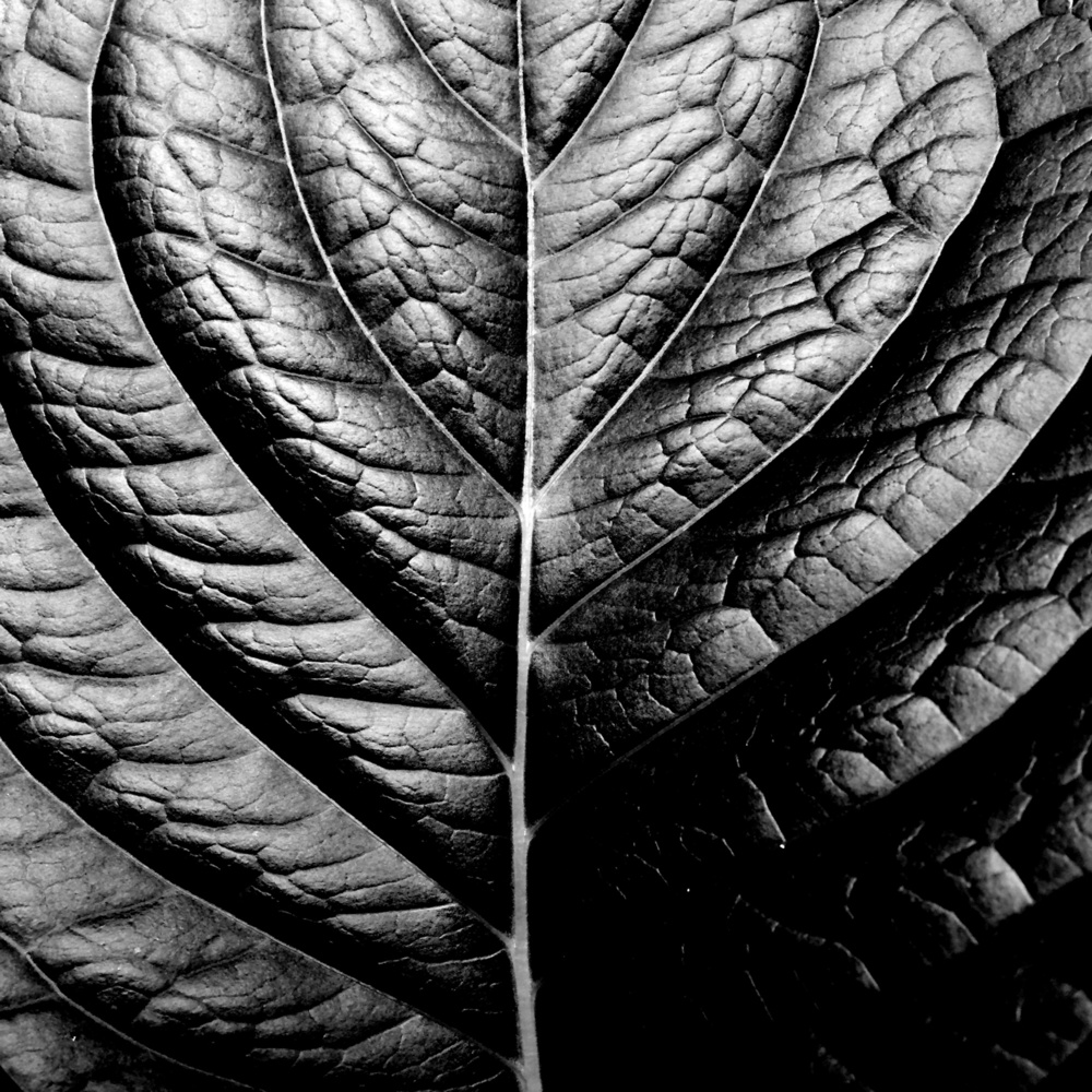 Fibonacci's Flora